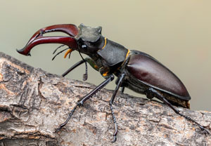 Hirschkäfer (Lucanus cervus), 19.06.2022, Hamminkeln