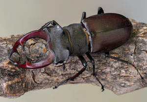Hirschkäfer (Lucanus cervus), 19.06.2022, Hamminkeln