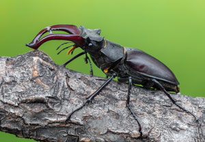 Hirschkäfer (Lucanus cervus), 19.06.2022, Hamminkeln