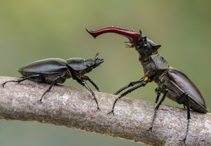 Hirschkäfer (Lucanus cervus), 18.06.2023, Hamminkeln - Diersfordter Wald