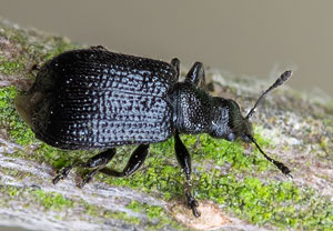 Schwarzer Birkenblattroller (Deporaus betulae), 30.05.2022, Nörvenich