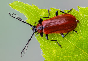 Orangefarbener Feuerkäfer (Schizotus pectinicornis), 26.04.2020