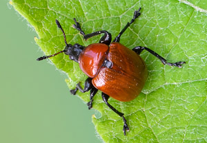Eichenblattroller (Attelabus nitens), 04.05.2020