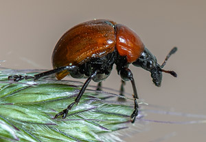 Eichenblattroller (Attelabus nitens), 05.05.2020
