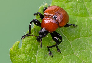 Eichenblattroller (Attelabus nitens), 04.05.2020
