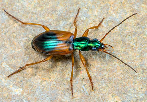 Buntfarbener Putzläufer (Anchomenus dorsalis), 24.04.2023, Niederzissen, Bausenberg