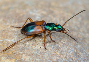 Buntfarbener Putzläufer (Anchomenus dorsalis), 24.04.2023, Niederzissen, Bausenberg