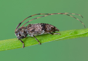 Braungrauer Splintbock (Leiopus nebulosus), 10.05.2020