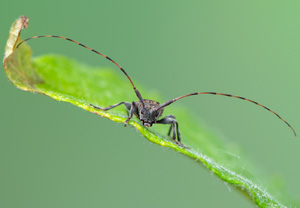 Braungrauer Splintbock (Leiopus nebulosus), 10.05.2020