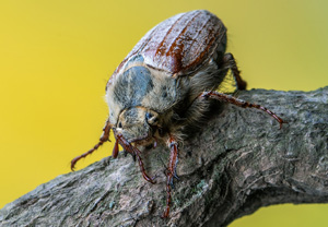 Maikäfer (Melolontha pectoralis), 23.05.2020