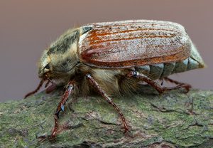 Maikäfer (Melolontha pectoralis), 22.05.2020