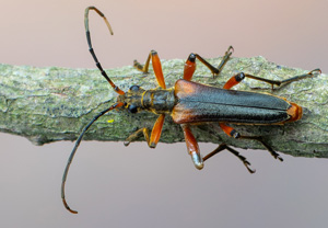 Variabler Stubbenbock (Stenocorus meridianus), 22.05.2020