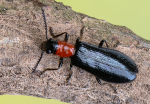 Holzbuntkäfer (Tillus elongatus), 23.05.2020