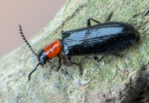 Holzbuntkäfer (Tillus elongatus), 22.05.2020