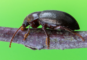 Nalassus laevioctostriatus, 17.05.2020