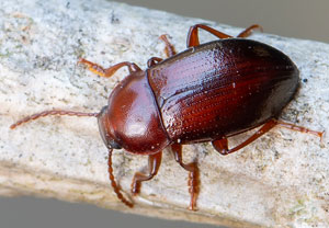 Nalassus laevioctostriatus, 13.06.2020