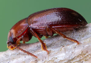Nalassus laevioctostriatus, 13.06.2020