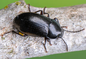 Nalassus laevioctostriatus, 13.06.2020