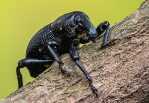 Möhrenrüssler (Liparus coronatus), 23.05.2020