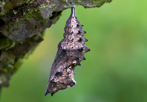 Großer Fuchs (Nymphalis polychloros), 30.05.2014