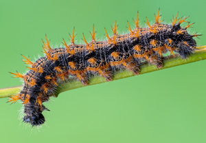 Großer Fuchs (Nymphalis polychloros), 17.05.2020