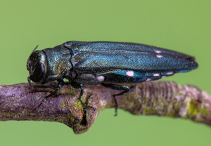 Zweipunktiger Eichenprachtkäfer (Agrilus biguttatus), 02.06.2020
