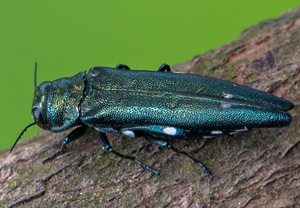 Zweipunktiger Eichenprachtkäfer (Agrilus biguttatus), 01.06.2020