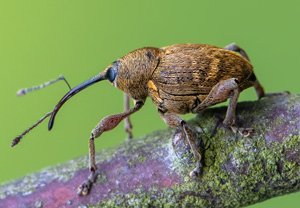 Haselnussbohrer (Curculio nucum), 04.06.2020