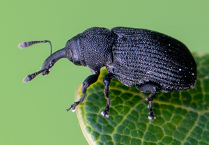 Sauerkirschen-Zweigrüssler (Magdalis cerasi), 07.06.2020