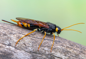 Riesenholzwespe (Urocerus gigas), 07.06.2020