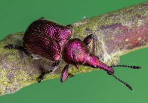 Kirschfruchtstecher (Rhynchites auratus), 11.06.2020