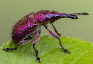 Kirschfruchtstecher (Rhynchites auratus), 01.05.2022, Niederzissen, Bausenberg