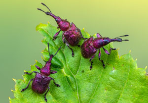 Kirschfruchtstecher (Rhynchites auratus), 02.05.2022, Niederzissen, Bausenberg