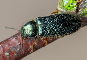 Aplocnemus nigricornis, 14.06.2020