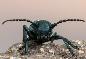 Grauflügliger Erdbock (Iberodorcadion fuliginator), 14.06.2020
