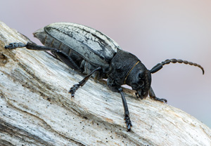 Grauflügliger Erdbock (Iberodorcadion fuliginator), 13.06.2020