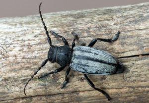 Grauflügliger Erdbock (Iberodorcadion fuliginator), 14.06.2020