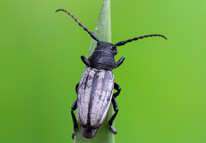 Grauflügliger Erdbock (Iberodorcadion fuliginator), 13.06.2020