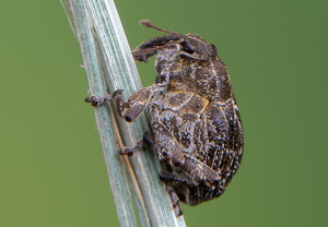 Landkarten-Raublattrüssler (Mogulones geographicus), 13.06.2020