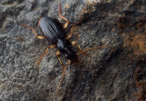 Paranchus albipes