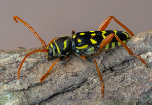 Eichenwidderbock (Plagionotus arcuatus), 21.06.2020