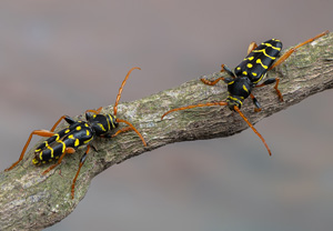 Eichenwidderbock (Plagionotus arcuatus), 21.06.2020