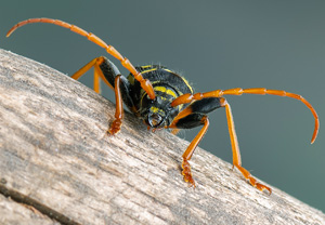 Eichenwidderbock (Plagionotus arcuatus), 25.06.2020