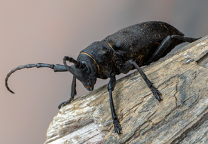 Weberbock (Lamia textor), 27.06.2020