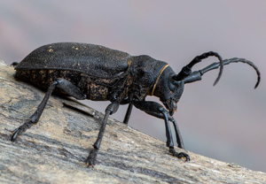 Weberbock (Lamia textor), 27.06.2020