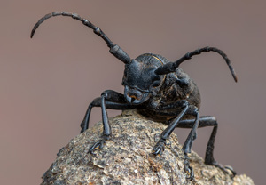 Weberbock (Lamia textor), 27.06.2020