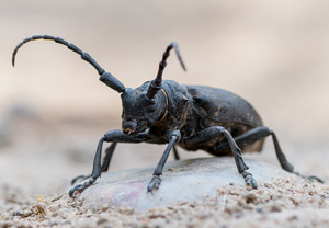 Weberbock (Lamia textor), 28.06.2020