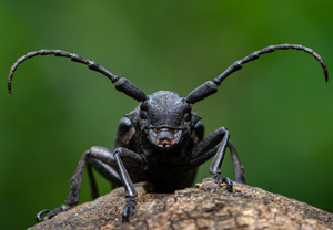 Weberbock (Lamia textor), 28.06.2020