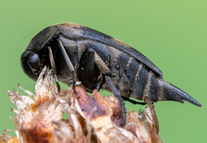Gebänderter Stachelkäfer (Variimorda villosa), 28.06.2020