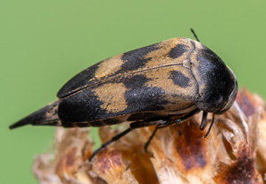 Gebänderter Stachelkäfer (Variimorda villosa), 28.06.2020